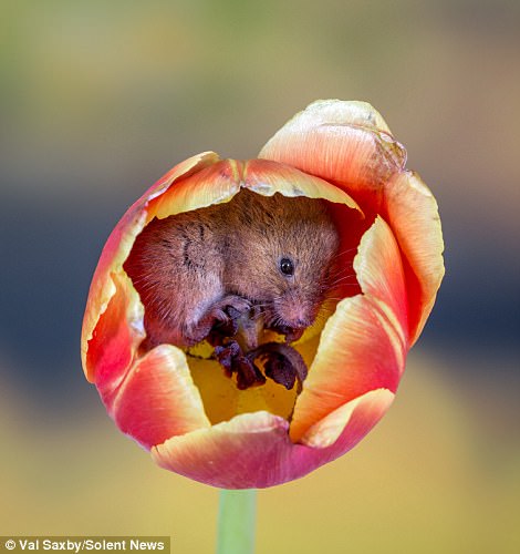 578-4620562-A_tiny_mouse_found_itself_a_resting_place_inside_a_tulip_in_the_-m-122_1497958709960.jpg