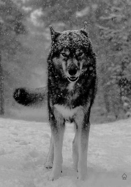 64c792e24e79e50c8c0bf18793372fc5 (1).jpg