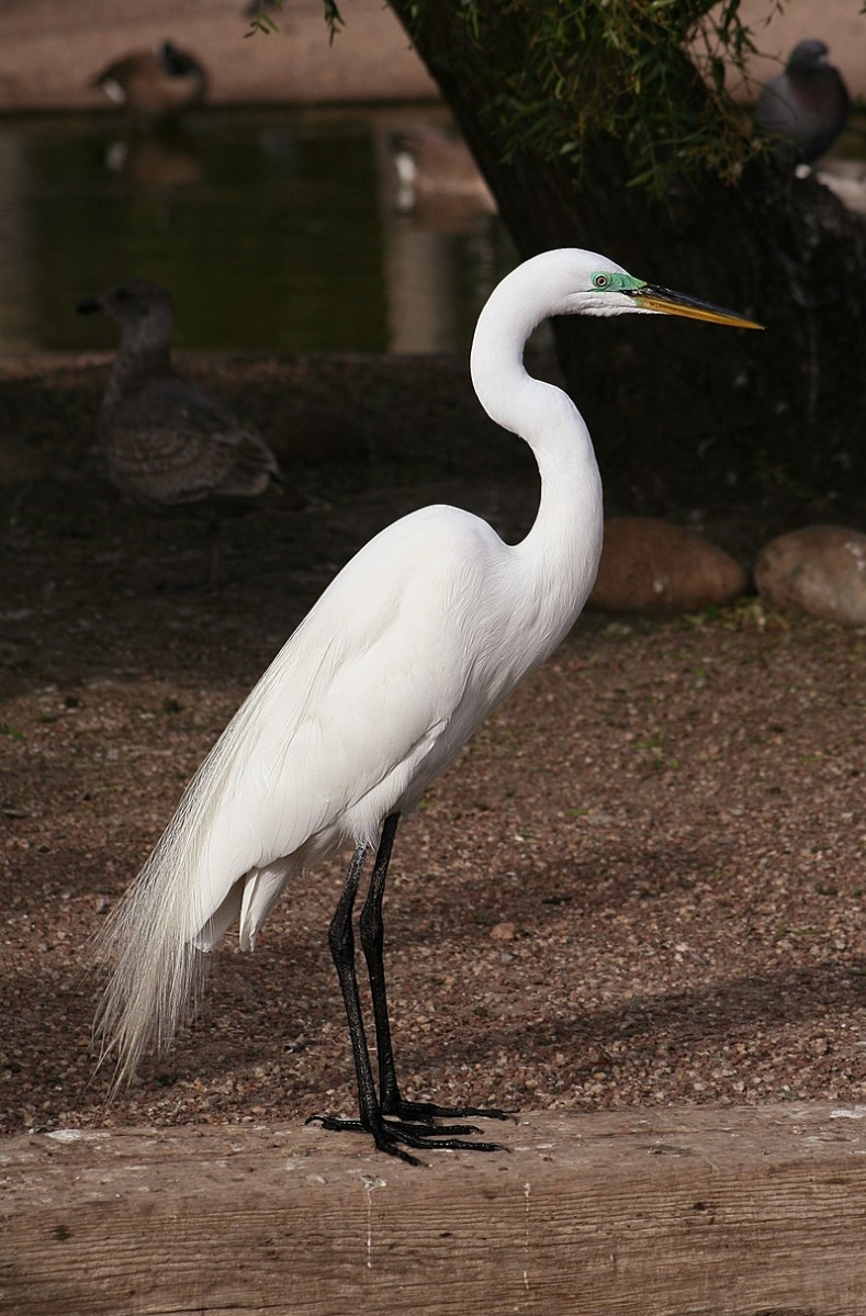 800px-Ardea_alba4.jpg