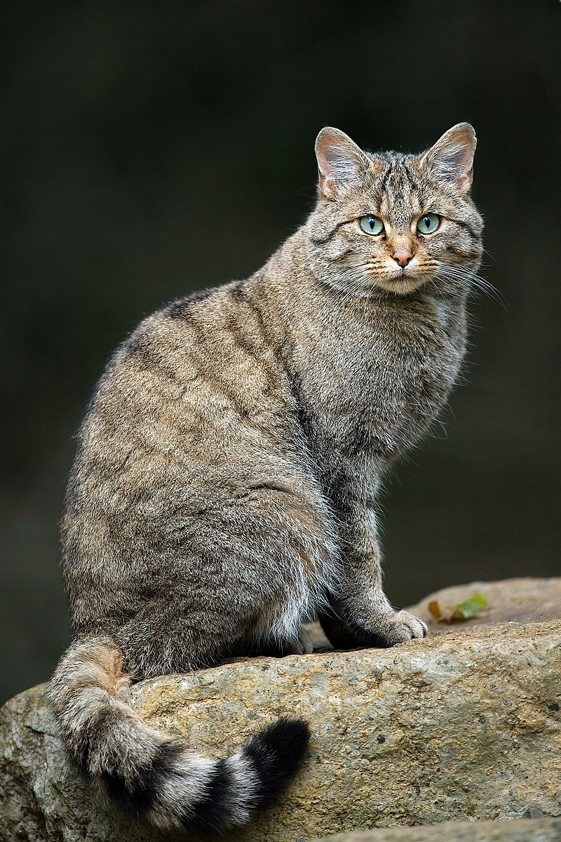 800px-Felis_silvestris_silvestris_Luc_Viatour.jpg