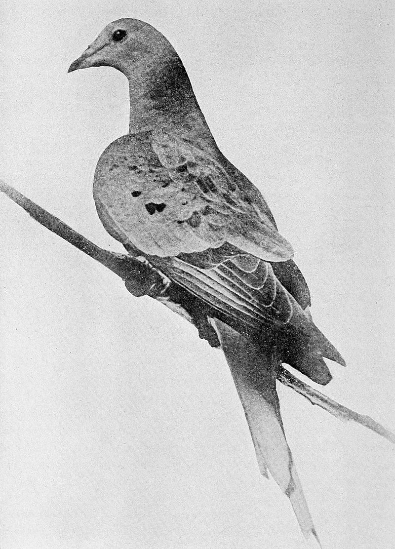 800px-Martha_last_passenger_pigeon_1914.jpg