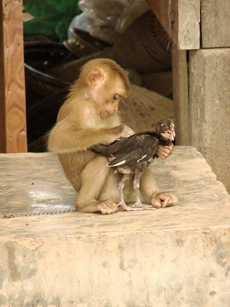 800px-Monkey_and_Chicken_-_Don_Khon_-_Laos.jpg