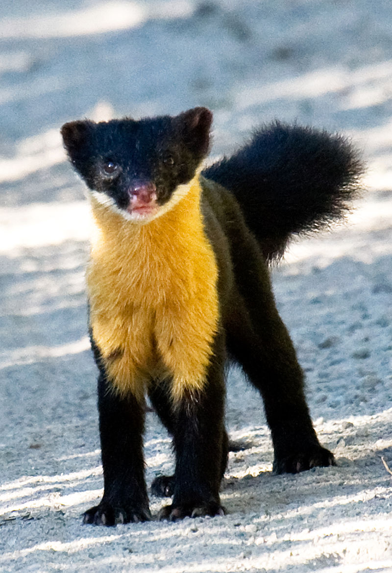 800px-Nilgiri_marten_by_N_A_Nazeer.jpg