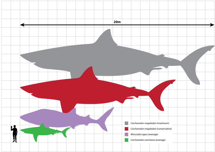 842px-Megalodon_scale.svg.png