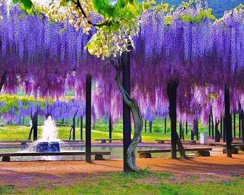 90282504795a8fc05cd14180ecf4226d--purple-chandelier-wisteria-tree.jpg