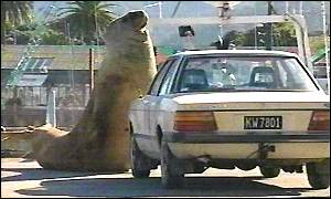 _712091_seal_car300.jpg