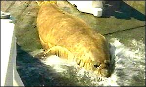 _712091_seal_splash300.jpg