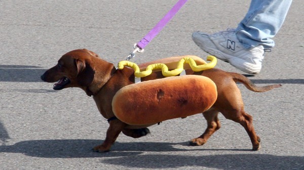 a.aaa-Hot-Dog-Dachshund.jpg