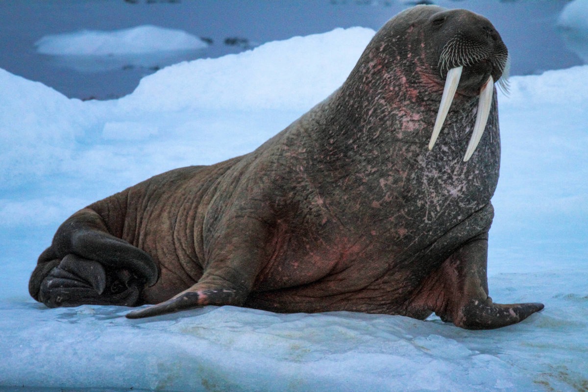 a-walrus-on-an-ice-flow-in-greenland.jpg