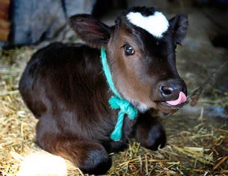 ab743f623eaf2edd62ec5b093ff38c33--heart-shapes-baby-cows.jpg