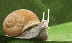 abandon-thread-snail.gif