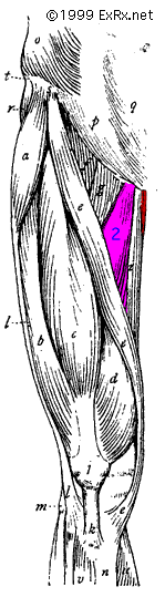 AdductorAnterior.gif