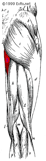 AdductorPosterior.gif