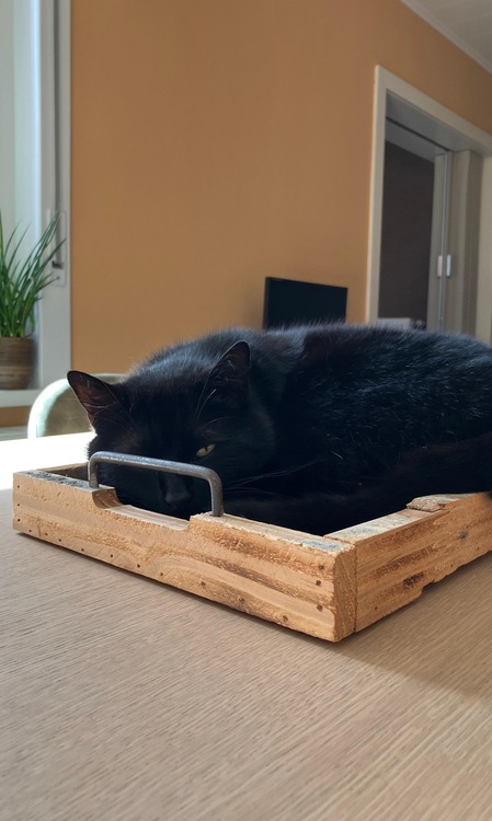 Afbeelding van WhatsApp op 2024-04-05 om 15.22.41_d6cd7558 (1).jpg