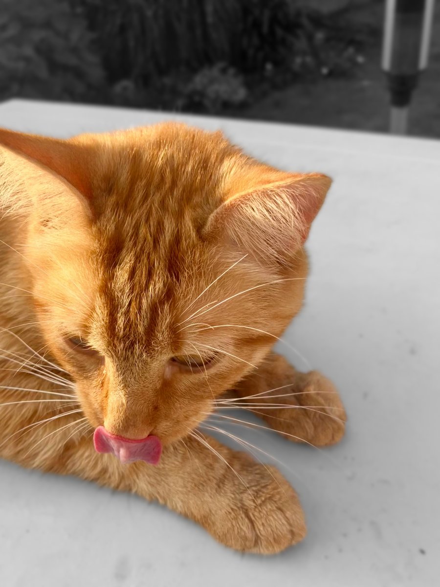 Afbeelding van WhatsApp op 2025-07-25 om 10.45.51_c124ac8d555.jpg