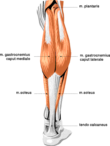 anatomy-calf.gif