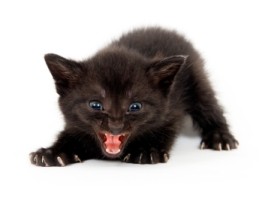 angry-kitten.jpg