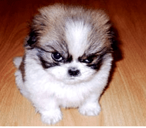 angry_dog.png