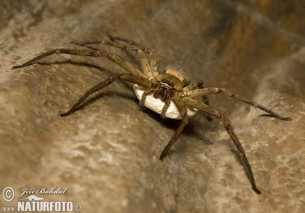 australska-tarantule-81286.jpg