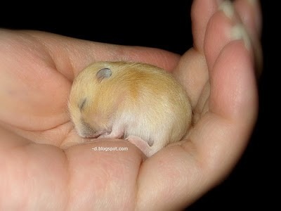 baby-hamster-pudding-sleeping.jpg