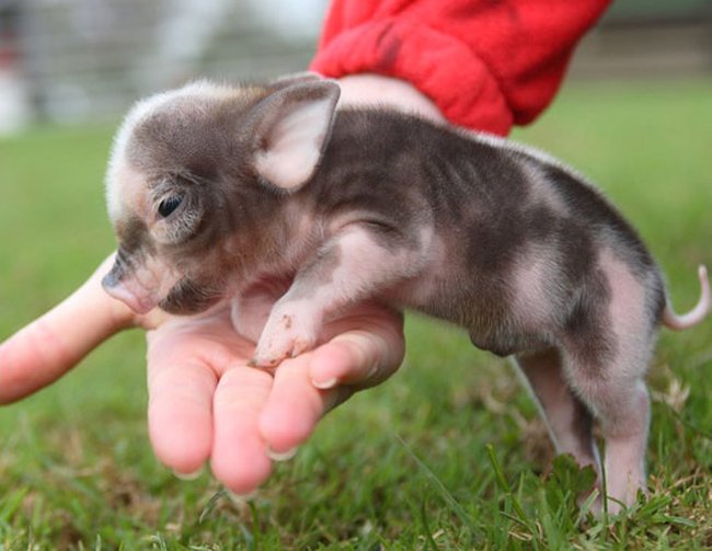 baby-pig-101210.jpg