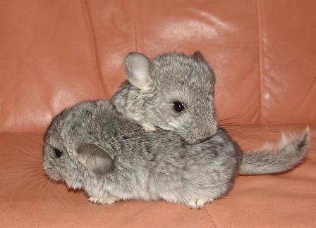 Baby_Chinchillas.jpg