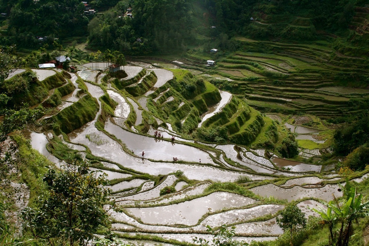Banaue-Rice-Terraces.jpg