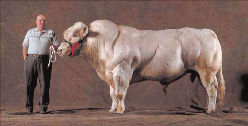 Belgian-Blue-bull.png
