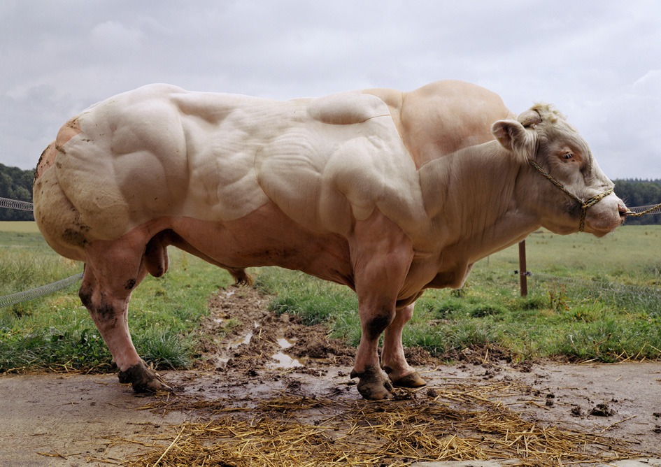 Belgian-Blue-Super-Cow-muscle-coat.jpeg