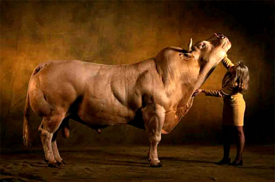belgian_blue_bull_exhibiting_double_muscling_phenominon.jpg