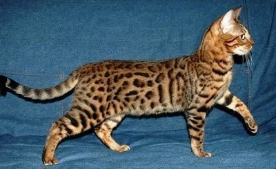 BengalCatCestlavie1.jpg