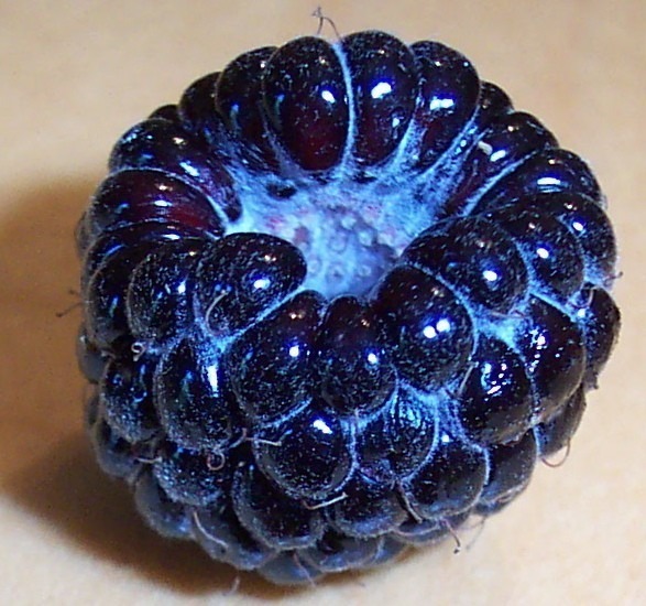 berry-closeup.jpg