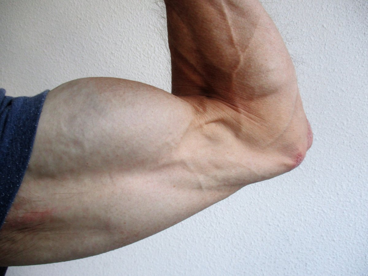 biceps.jpg