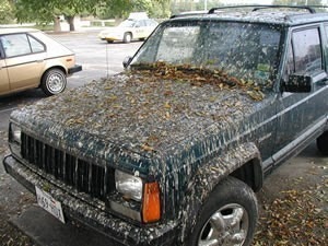 Bird-Poop-Art-Car3.jpg