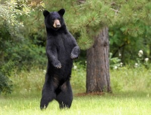 black-bear-standing-300x230.jpg