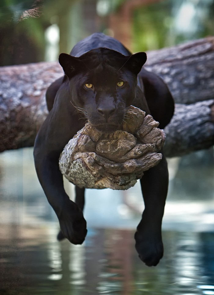 black-jaguar-hanging-out.jpg