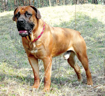 Boerboel.jpg