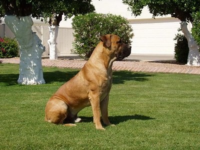 BoerboelTeancum%20Full%20Right%20Profile.jpg