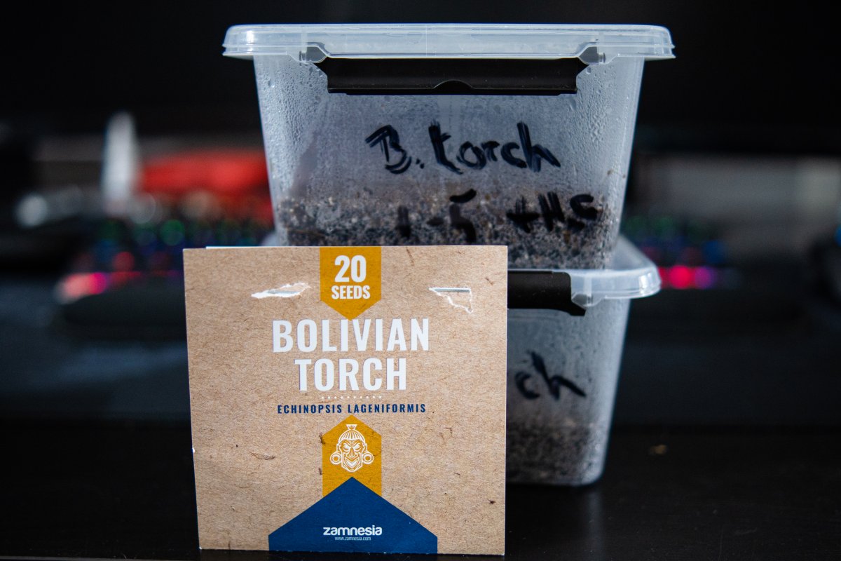 Bolivian torch abberations.jpg