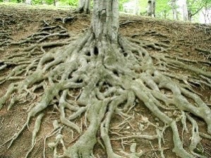 Boomwortels.jpg