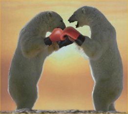 Boxing-Bears.jpg