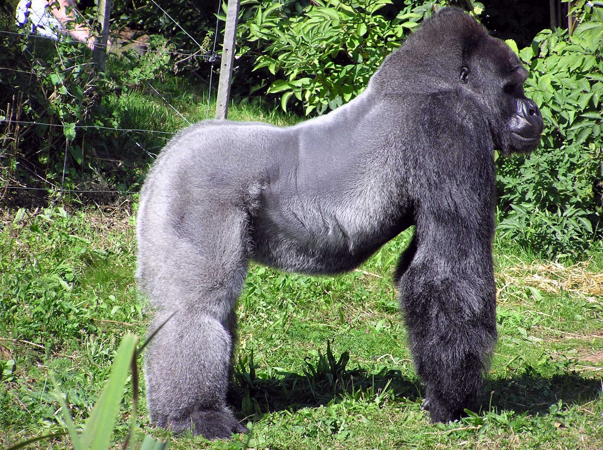 Bristol.zoo.western.lowland.gorilla.arp.jpg