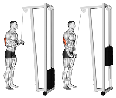 CableV-BarTricepsPushdown.png