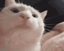 cat.gif