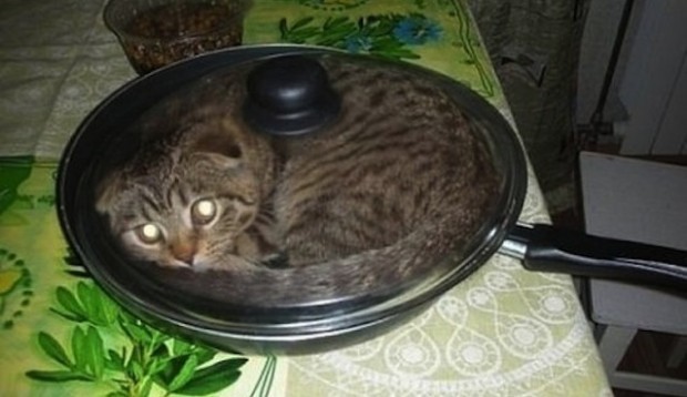 cat-in-frying-pan-620x358.jpg