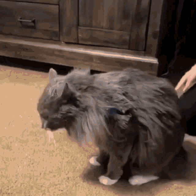 cat-ptsd-cat.gif