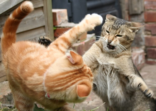 Catfight.jpg