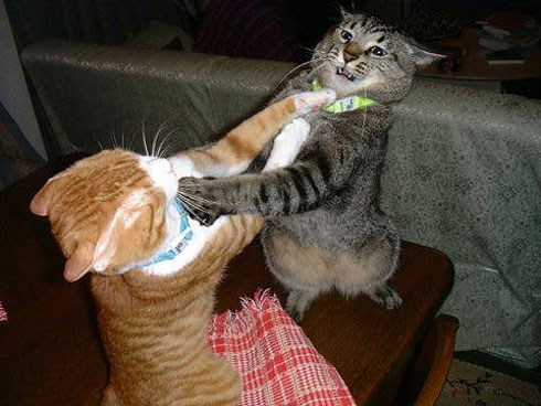 catfighting.jpg