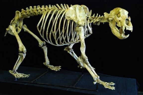 cave_bear_skeleton_fossil_cast_replica_AA319.jpg