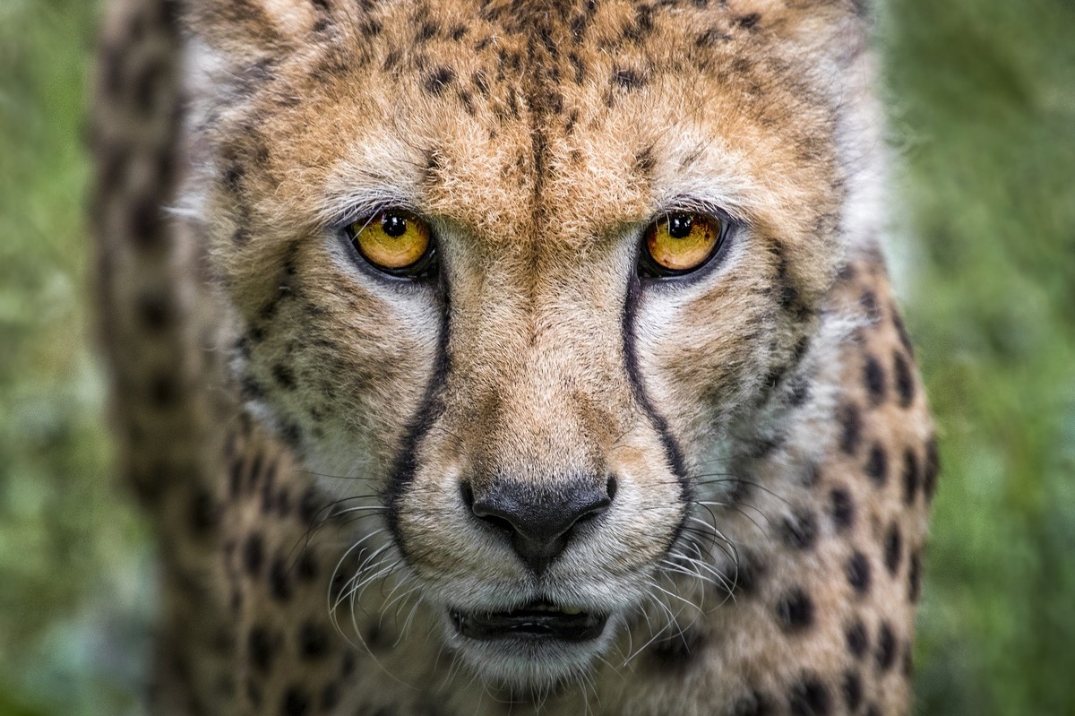 cheetah-2902163_1920.jpg